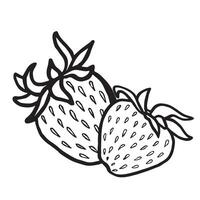 Two strawberry hand drawn isolated illustration for food desing. Fresh garden berries black and white sketch, organic healthy food. Summer fruit in line art style for cosmetic, textile. vector