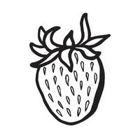 Hand drawn strawberry isolated illustration for food product desings. Fresh garden berries black and white sketch, organic healthy food. Summer fruit in line art style for cosmetic and textile. vector
