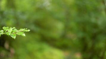 Close-up of leaves in a forest video