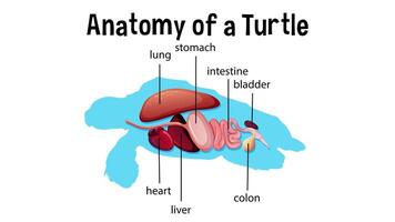 Illustrates internal organs of a turtle video