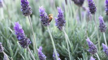 Bee collecting nectar from lavender flowers video