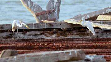 Heron exploring a boat in Pattaya, Thailand video