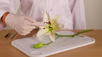 A scientist in a lab coat examines a lily flower on a table, highlighting botanical study techniques video