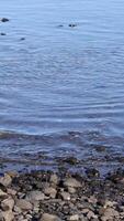 Calm water gently ripples against a rocky shore under clear daylight, creating a serene and peaceful atmosphere video