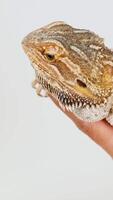 A bearded dragon lizard is gently held in hands, showcasing its textured scales and calm demeanor in bright lighting video