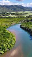 Drone captures vibrant river winding through dense greenery under clear skies in Port Douglas, Australia video