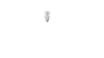 Illustration of termite roles and hierarchy video