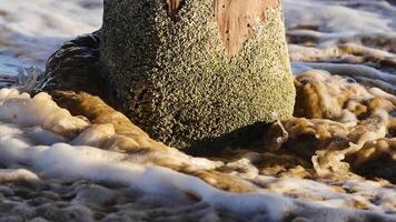 A wooden pier post, encrusted with barnacles, stands amidst gentle ocean waves under natural daylight along the Great Ocean Road video