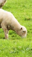 Devon Closewool sheep graze peacefully in a vibrant green field under natural daylight video