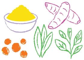 A colorful drawing set of leaves , ginger vector