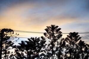 siluiate of pine on the sky background photo