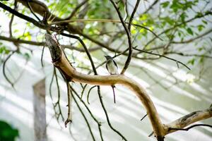 Oriental Magpie-robin bird perched on a branch, focus selective. photo