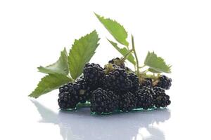 Black blackberries with greenery and a white background photo