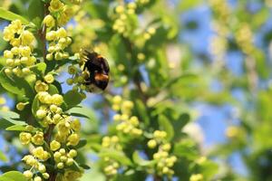 A Bumblebee Engaging in Pollination of a Beautiful Flowering Plant During the Spring Season photo