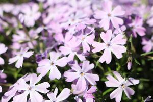Beautiful Delicate Pink Phlox Flowers Are Flourishing in Full Bloom, Displaying Natural Charm photo
