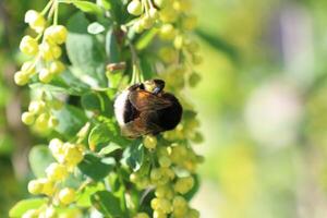 Bees are Busy Pollinating Beautiful Blossoms in a Vibrant Springtime Garden Scene photo