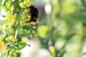 Beautiful Bumblebee Enjoying the Pollination of Yellow Flowers in Natures Embrace photo