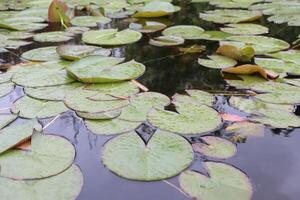 The Serene Lily Pads are Gently Floating on the Calm Water Surface, Creating a Peaceful Scene photo