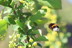 A Bumblebee Pollinating Flowers in Natures Vibrant Garden Ecosystem, Creating Life photo