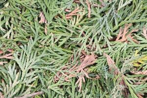 A Picturesque Scene of Lush Greenery Surrounded by Dried Leaves Perfectly Lying on the Ground photo