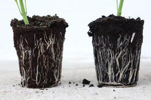 Root Development in Potted Plants for Gardening and Horticulture Practices and Techniques photo