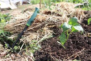Freshly Planted Seedlings Thriving in a Bright Sunlit Garden, Ready for Growth and Cultivation photo