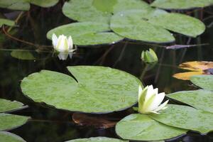 Beautiful and Serene Water Lilies Float Gracefully on the Tranquil Surface of the Pond photo