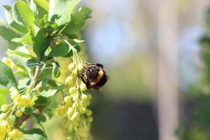 A Bee Engaging in the Important Process of Pollinating Bright Yellow Flowers during Springtime photo