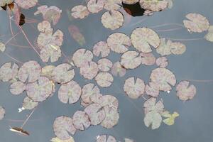 A Serene and Poetic Reflection of Water Lily Pads on a Calm and Still Water Surface photo