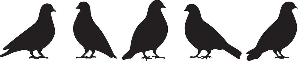 Five Pigeon Silhouettes Elegant Bird Graphics vector