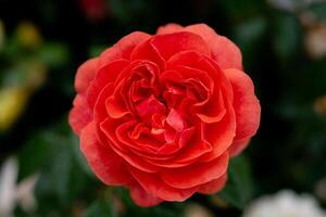 Top view, close up. Red rose is blooming. photo