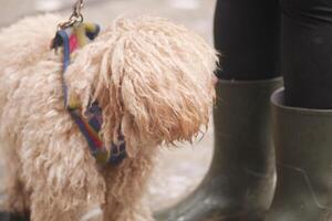 Dog on a leash near owner in muddy environment photo