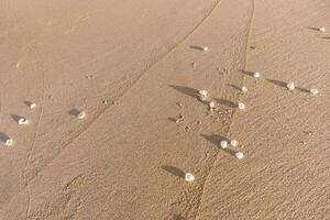 Natural Sand Background with Random Shells photo