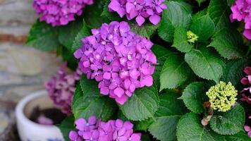 A vibrant cluster of purple hydrangea blossoms takes center stage, surrounded by lush green leaves and hints of other developing flower heads. photo