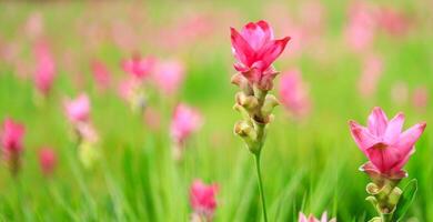 Siam tulips are blooming in the garden, beautiful in nature. photo