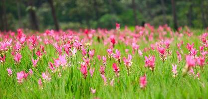 Siam Tulipsl in nature during the rainy season photo