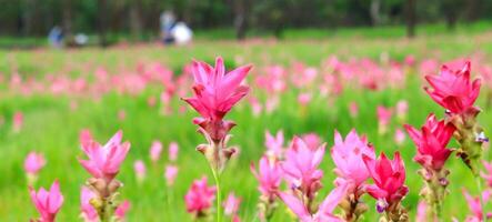 Siamese Tulip beautiful bloom in nature photo