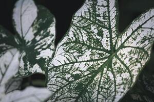 A close up of a leaf with white and green patterns photo