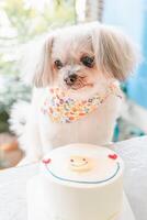 A small dog sitting on a table with a cake photo