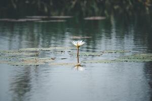 A single white water lily floating in a lake photo
