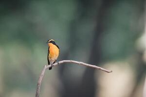 A small bird is perched on a branch photo