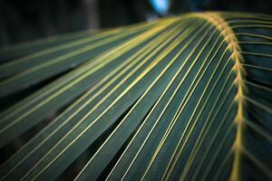 A close up of a palm leaf photo