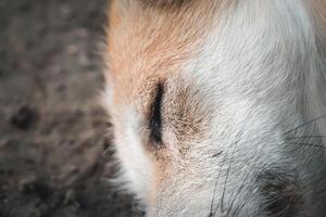 A close up of a sleeping dog photo