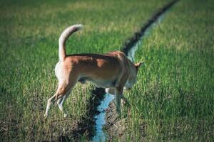 A dog is standing in the middle of a field photo