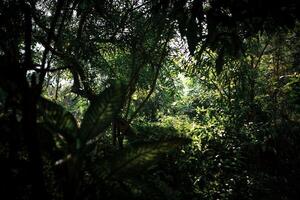 A forest with trees and plants in the sun photo