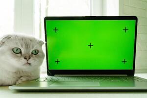 Relaxing beside a laptop displaying a vivid green screen, a Scottish fold cat watches curiously, enjoying its cozy workspace photo