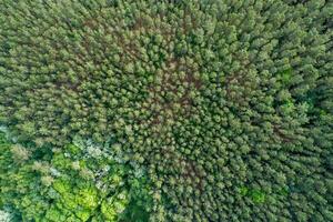 an endless forest of green trees a powerful environmental image, top down aerial drone view photo