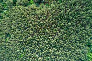 sustainability concept an aerial view of a managed forest for carbon capture, top down aerial drone view photo