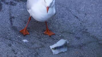Seagull pecking at ice on a pavement video