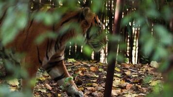 A tiger walking through forested zoo enclosure video